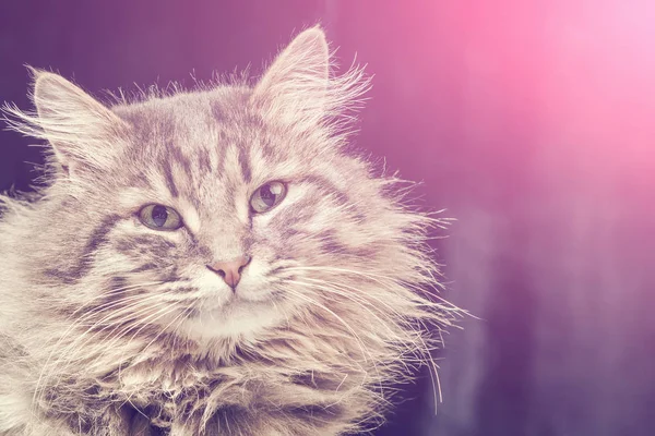 グレーのふわふわ猫ピンクの輝きのクローズ アップ — ストック写真