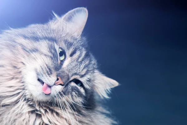 Grå Fluffig Katt Det Blå Skenet Närbild — Stockfoto