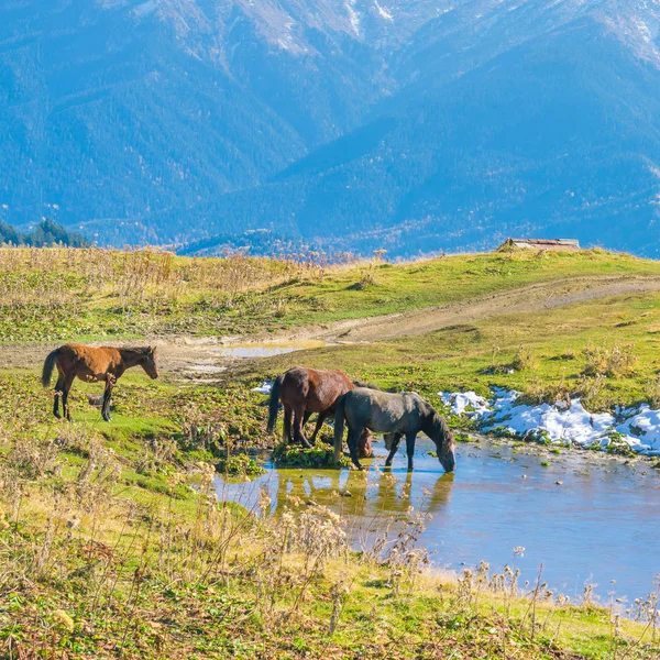 Horses Pond Mountains — Stock Photo, Image