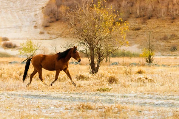 Beautiful Brown Horse Running Grass — Stock Photo, Image