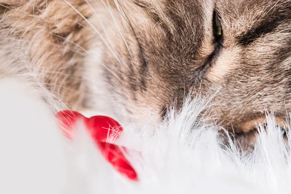 Szary Pręgowany Kot Fluffy Czerwonym Sercem Tle Białe Futro — Zdjęcie stockowe