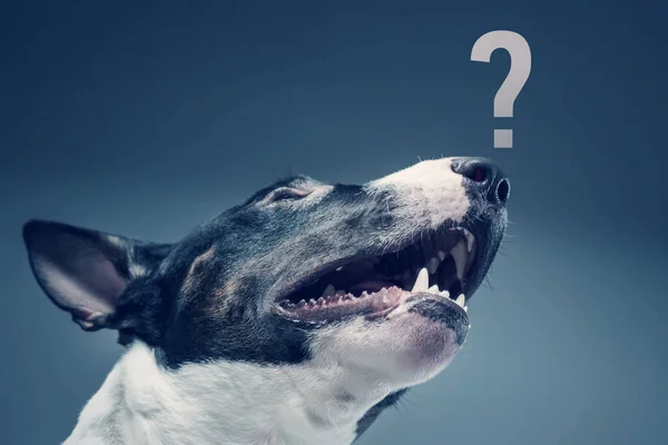 Mini Bull Terrier Bianco Nero Con Punto Interrogativo — Foto Stock