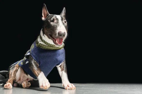 Bull Terrier Dans Pull Assis Sur Fond Noir — Photo