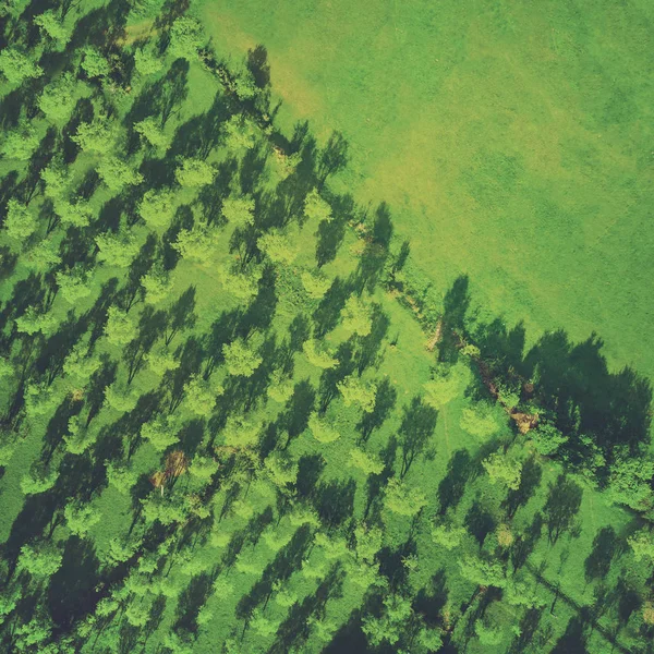 Grön Fruktträd Och Gräsmatta Ovanifrån — Stockfoto