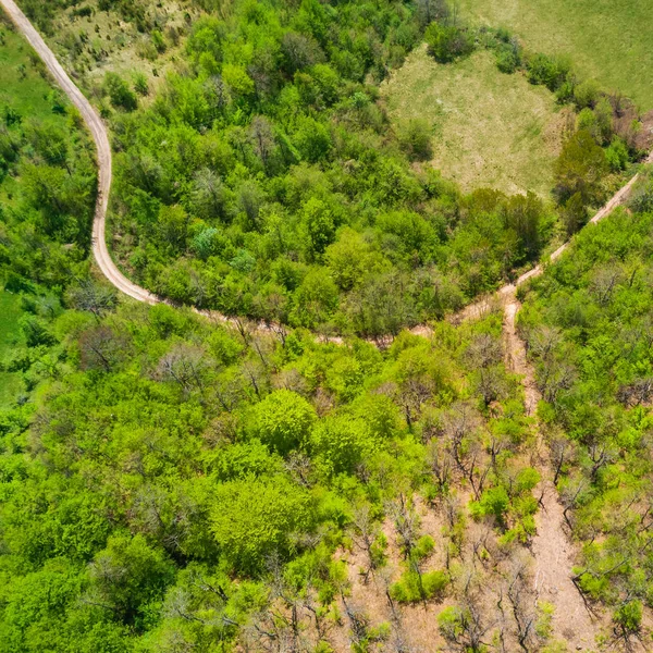 Green forest and road, top view