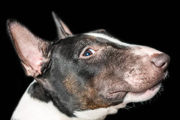 Tête Taureau Terrier Sur Fond Noir Isolé — Photo