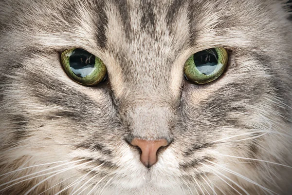 Chef För Grå Fluffig Katt Närbild — Stockfoto