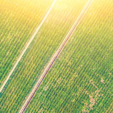 Güneş ışığı altında yeşil bir tarım alanlarının üstten görünüm