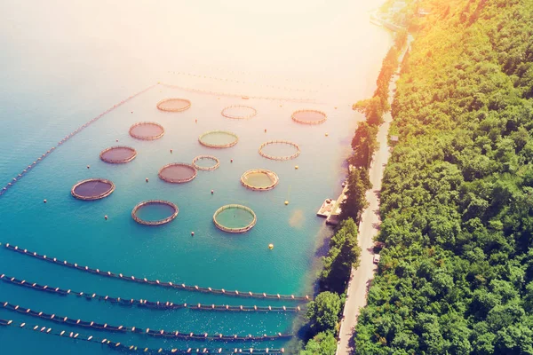 Teelt Van Mosselen Aquacultuur Viskwekerij Het Zonlicht Bovenaanzicht — Stockfoto