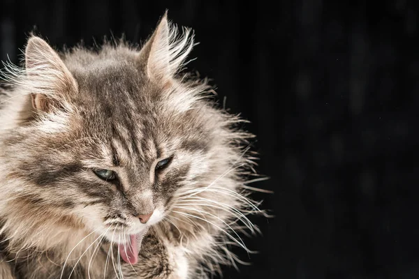 Grå Fluffig Katt Svart Bakgrund Närbild — Stockfoto