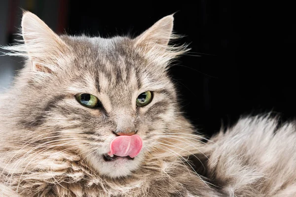 Langue Grise Moelleuse Chat Léchant Son Nez Sur Fond Noir — Photo