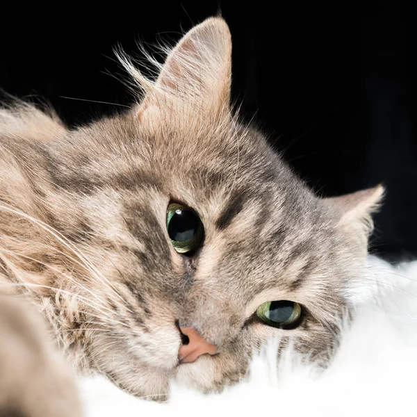 Głowy Szary Kot Leżący Biały Futro Koc Zbliżenie — Zdjęcie stockowe