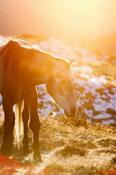 Серый Конь Лучах Солнца — стоковое фото