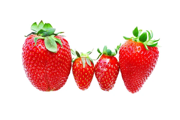 Vier Reife Rote Erdbeeren Auf Weißem Hintergrund Isoliert — Stockfoto