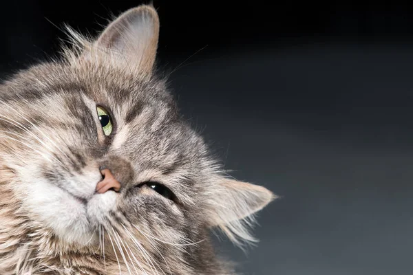 Tête Chat Gris Moelleux Gros Plan — Photo