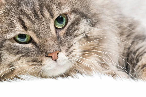 Tête Chat Gris Couché Sur Une Couverture Fourrure Blanche Gros — Photo