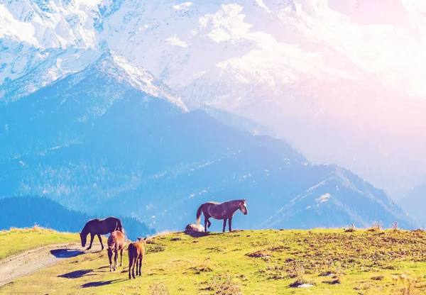 秋の山で馬の群れ — ストック写真