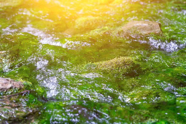 Pure Natural Stream Moss Covered Stone — Stock Photo, Image