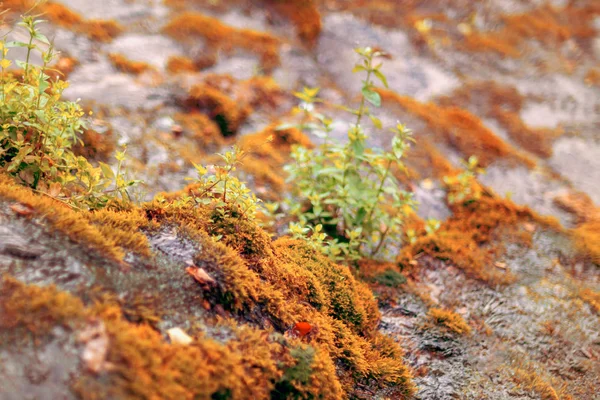 Met Mos Bedekte Steen Mooi Mos Korstmossen Bedekt Steen Natuur — Stockfoto