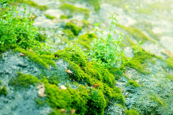 Pedra Coberta Musgo Belo Musgo Líquen Coberto Pedra Natureza Fundo — Fotografia de Stock