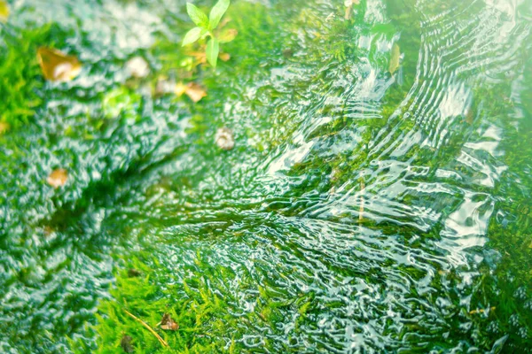 Corriente Natural Pura Piedra Cubierta Musgo —  Fotos de Stock