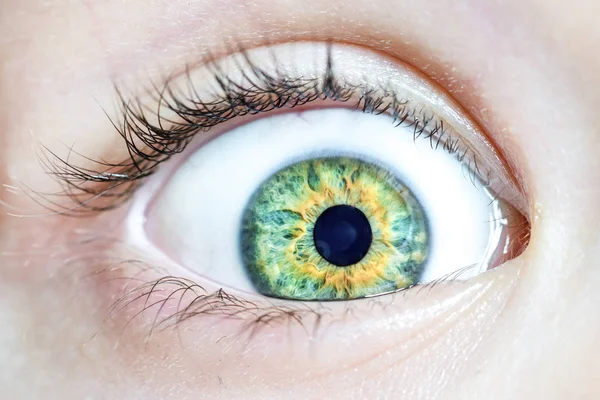 Збільшене око з зеленою райдужкою, віями . — стокове фото