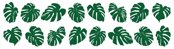 Set Foglie Monstera Tropicale Illustrazione Vettoriale Foglie Esotiche Isolato — Vettoriale Stock