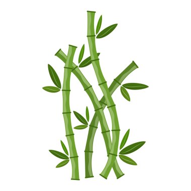 Yeşil Bambu dalları ve yaprakları. Vektör çizim. Bambu kaynaklanıyor. Bambu simgesi.