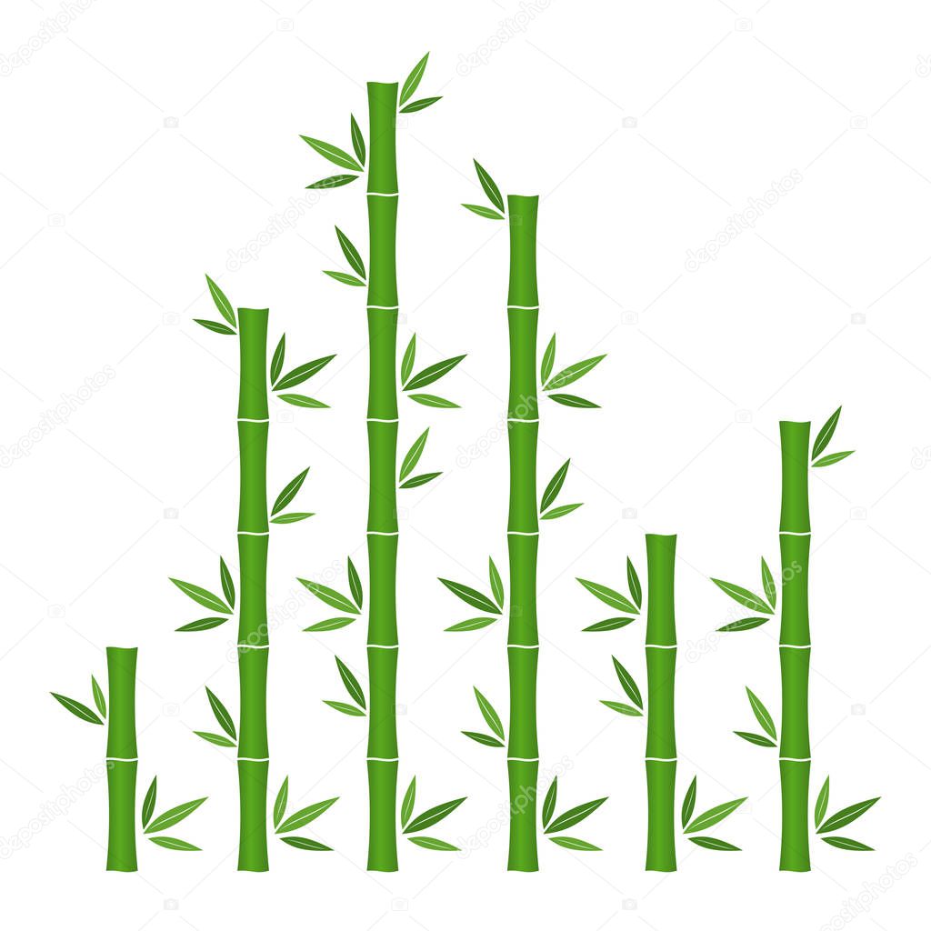 Green bamboo branches and leaves. Vector illustration. Bamboo stems. Bamboo icon.