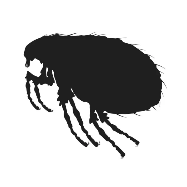 Icône Poux Icône Insectes Isolée Silhouette Noire Poux Illustration Vectorielle — Image vectorielle