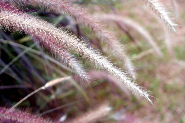 Gräs Vild Blomväxt Trädgården Natur Grönska Botanik Växtbaserade Sommar Koncept — Stockfoto