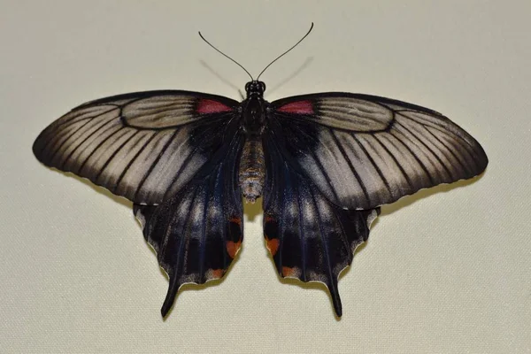 Espèces Rares Grands Papillons — Photo