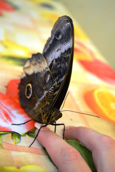 Rare Species Large Butterflies — Stock Photo, Image