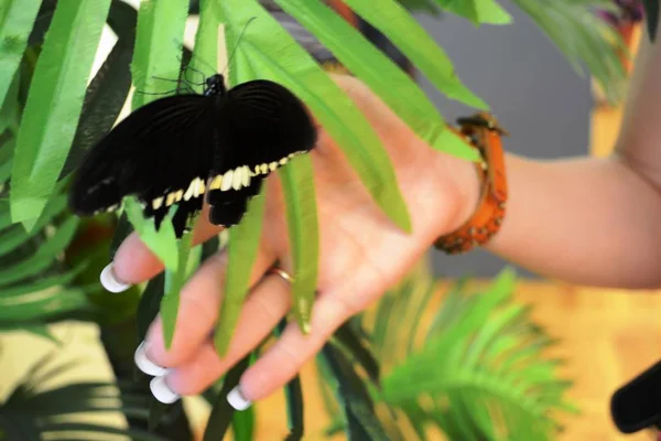Sällsynta Arter Stora Fjärilar — Stockfoto