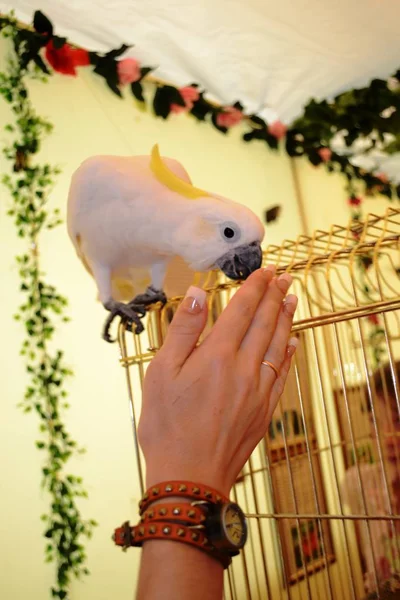 White parrot with yellow crest