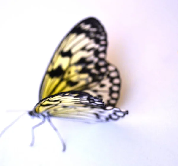 Rzadkie Gatunki Motyli Duży — Zdjęcie stockowe