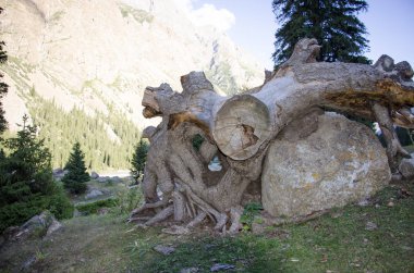 Kırgızistan 'daki dağlar. Doğa.
