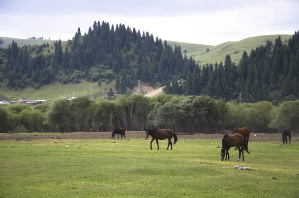 Montagnes Kirghizistan Nature — Photo