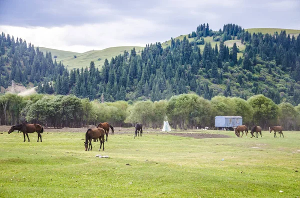 Montagnes Kirghizistan Nature — Photo