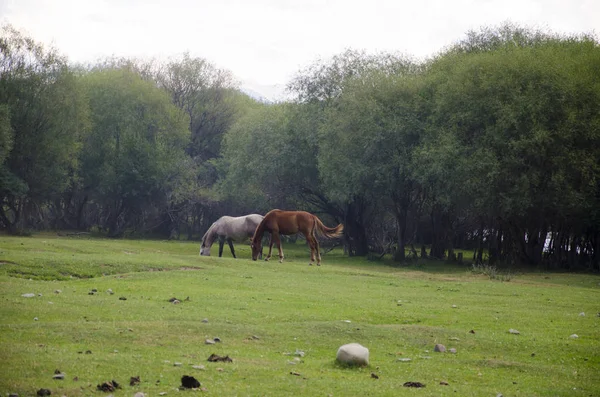 Montañas Kirguizstán Naturaleza — Foto de Stock