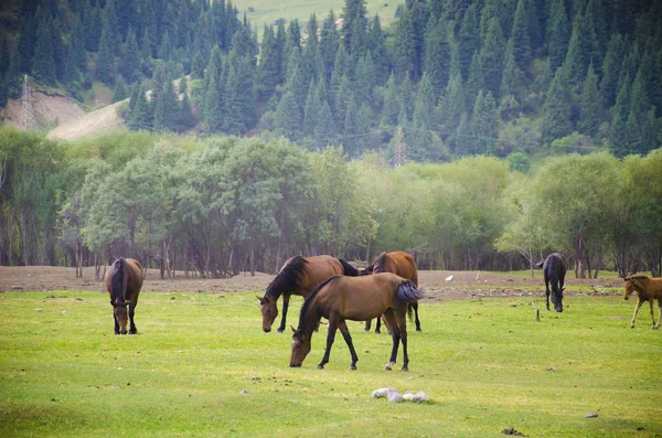 Montagnes Kirghizistan Nature — Photo