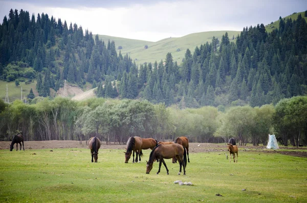 Berge Kyrgyzstan Nature — Stockfoto