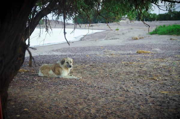 Lago Balkhash Fotógrafo Orendovskaya Ylyana — Fotografia de Stock