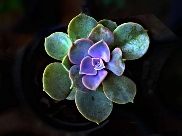 Succulents Small Pots Black Background — 图库照片