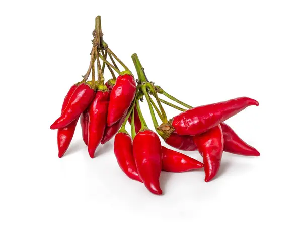 Zweig mit Schoten roter Chilischoten — Stockfoto