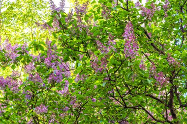 Pencerenin altında açan yeşil yapraklı leylak çalısı sabah güneşiyle aydınlanıyor.