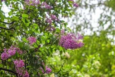 Islak yapraklı leylak çalılar ve yaz yağmurunda güzel leylak çiçekleri Şehir parkında açık havada
