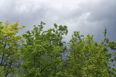 Ağaçların tepesinde fırtınadan önce bulutlu gökyüzünün arka planında yeşil yapraklar var.