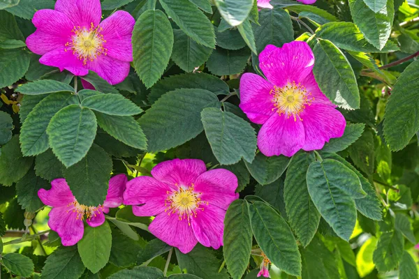 Rosa Majalis Yeşil Yapraklardan Oluşan Arka Planda Güzel Pembe Çiçekleri — Stok fotoğraf