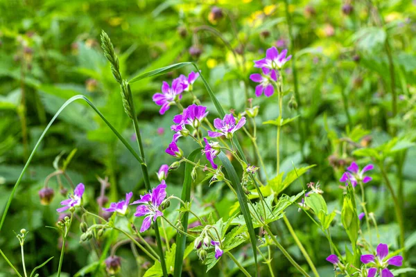 Красивые Фиолетовые Цветы Луговой Герани Фоне Зеленой Листвы Травы — стоковое фото